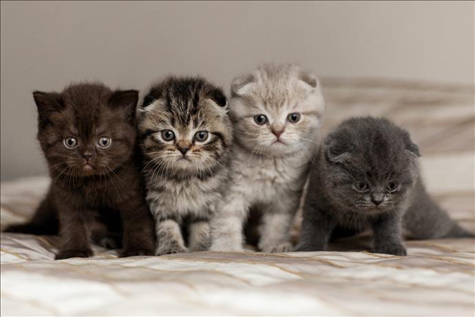 Bir Kedinin Masrafı ve Kedi Sahiplenmenin Tatlı Zorlukları