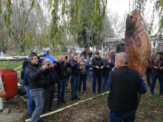 Bursa'da dev yayın balığını halk sahile akın etti