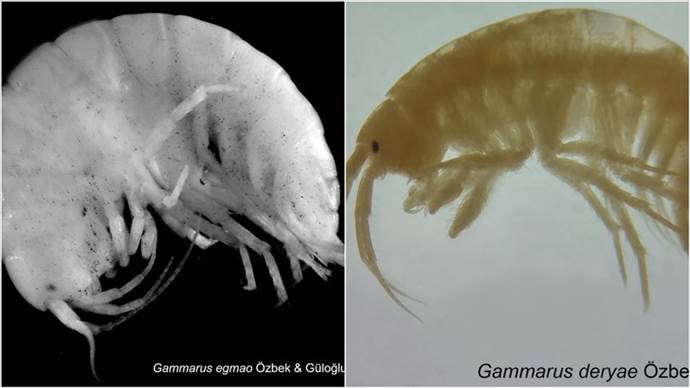 Türkiye'de iki yeni canlı türü keşfedildi