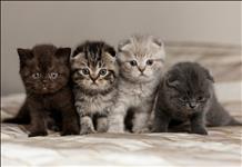 Bir Kedinin Masrafı ve Kedi Sahiplenmenin Tatlı Zorlukları