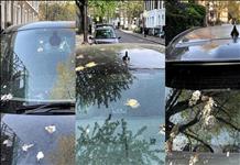 Otomobilinizdeki kuş pisliği nasıl temizlenmeli?