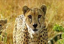 Serengeti Belgeseli BBC Earth’te başlıyor