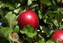 10 milyon dolar maliyetle 20 yılda üretilen elma