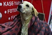 Yağmur ve soğukta donan üç köpeği battaniyeyle ısıttılar