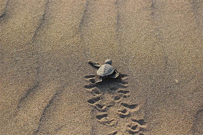 Yavru Caretta caretta'lar denize böyle koştu